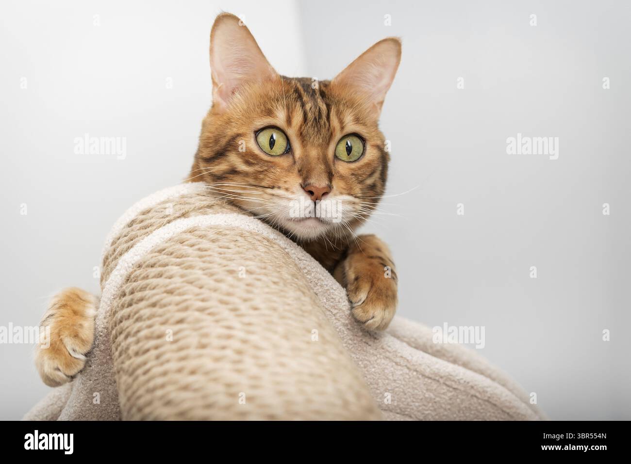 Bengal purebred point resting on cat play complex - scratching post Stock Photo