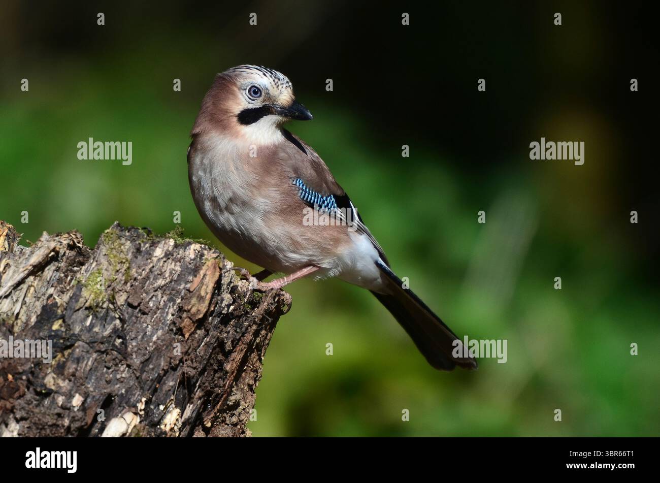 Jay garrulus glandarius Stock Photo