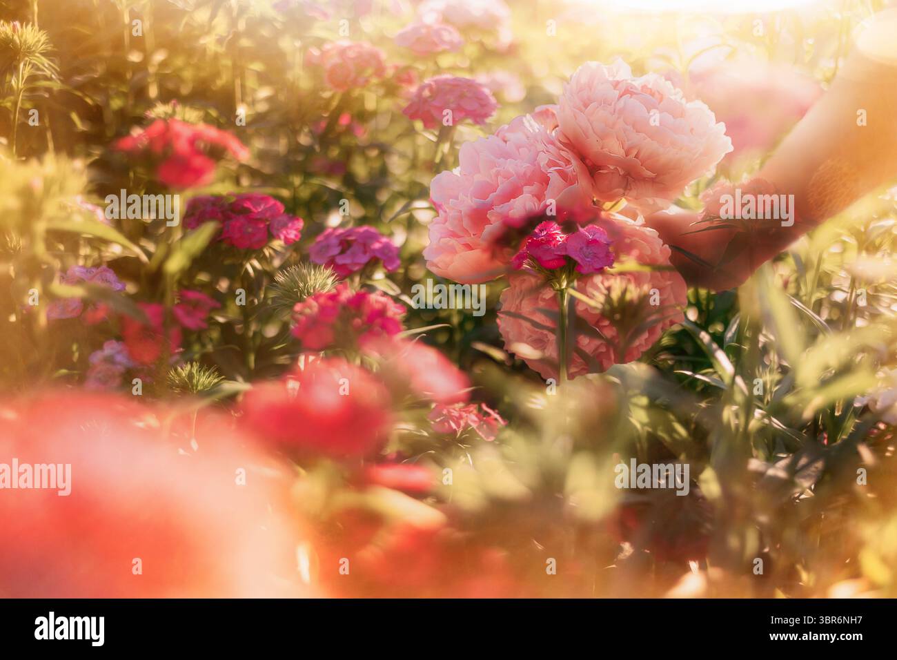 Bright light with hand picking flowers Stock Photo
