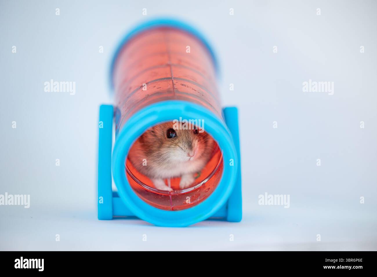 Hamster sitting inside a colorful plastic tunnel on white background Stock Photo
