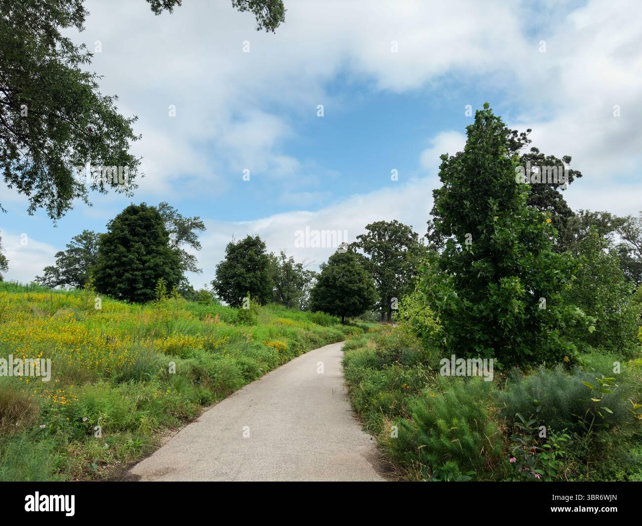 Winding Path Through Summer Meadow and Trees Stock Photo