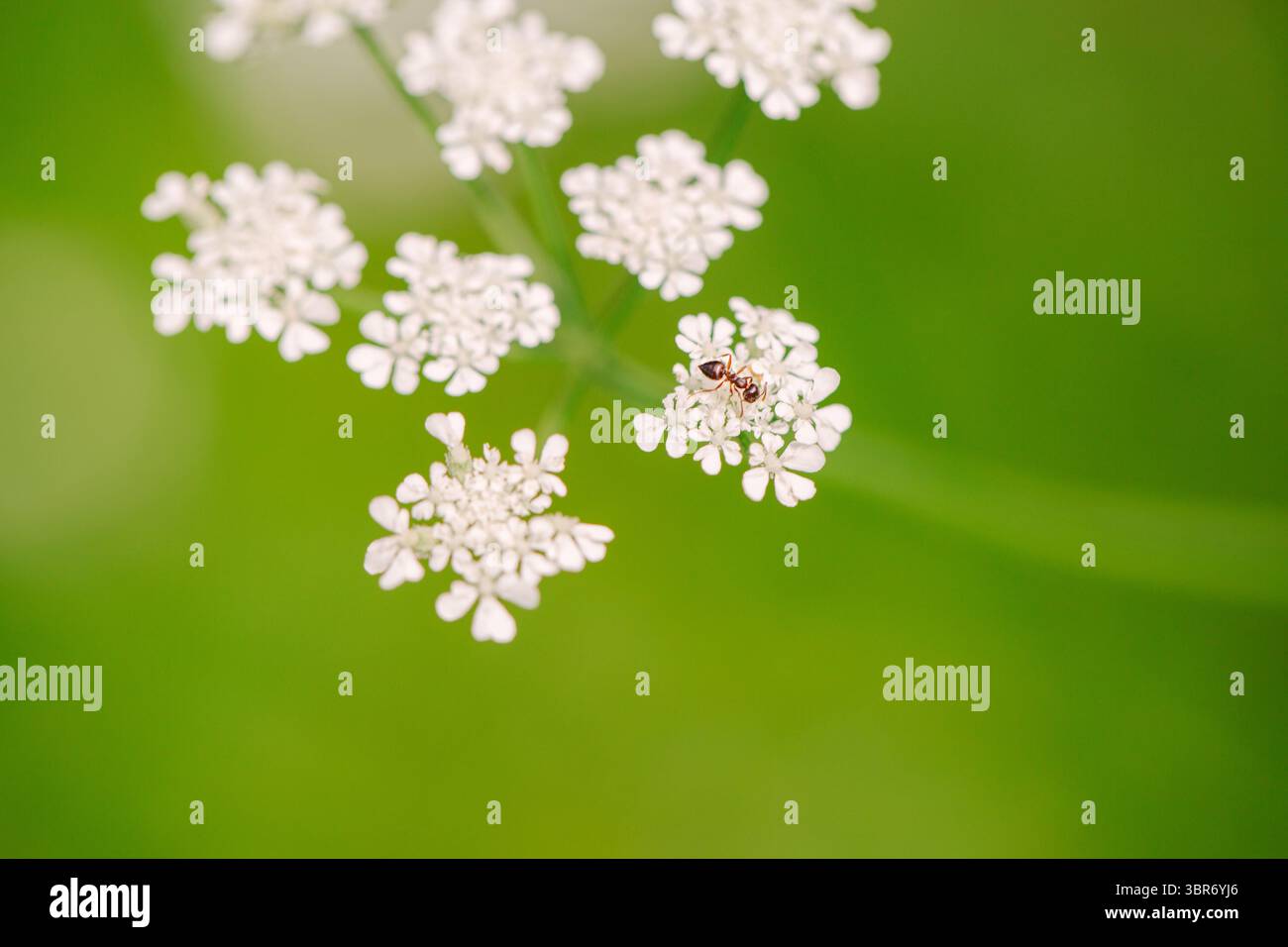 Tiny Ant Crawling on White Wildflower Blossom in Spring Stock Photo