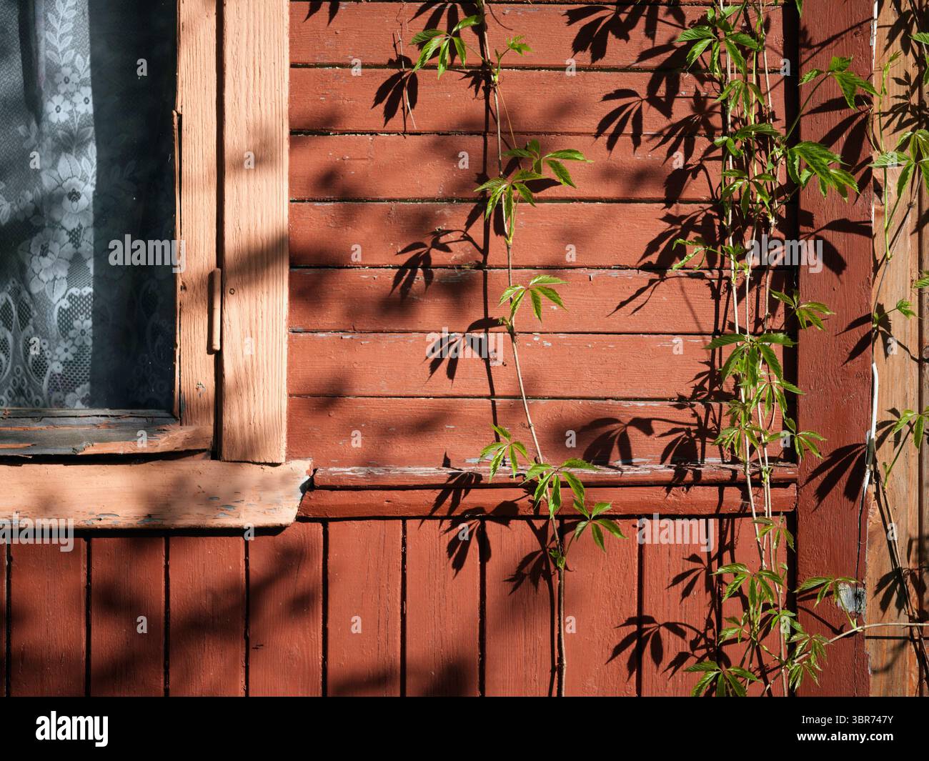 the climbing plants on the wall and shadows, no people Stock Photo