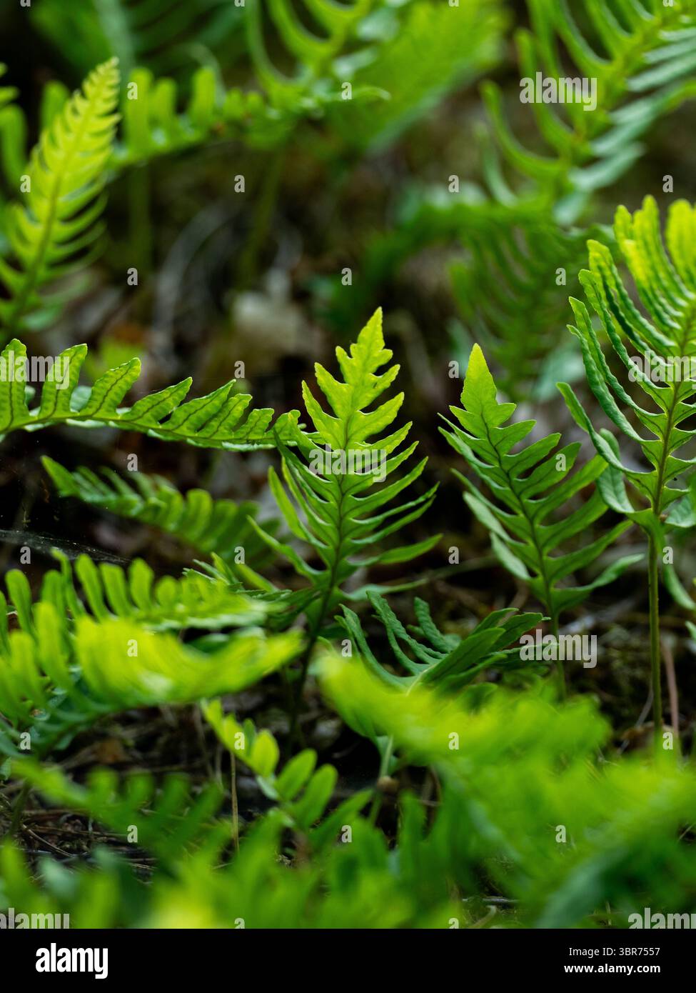 Close-Up Of Common Polypody Fern In Sunlight Stock Photo - Alamy