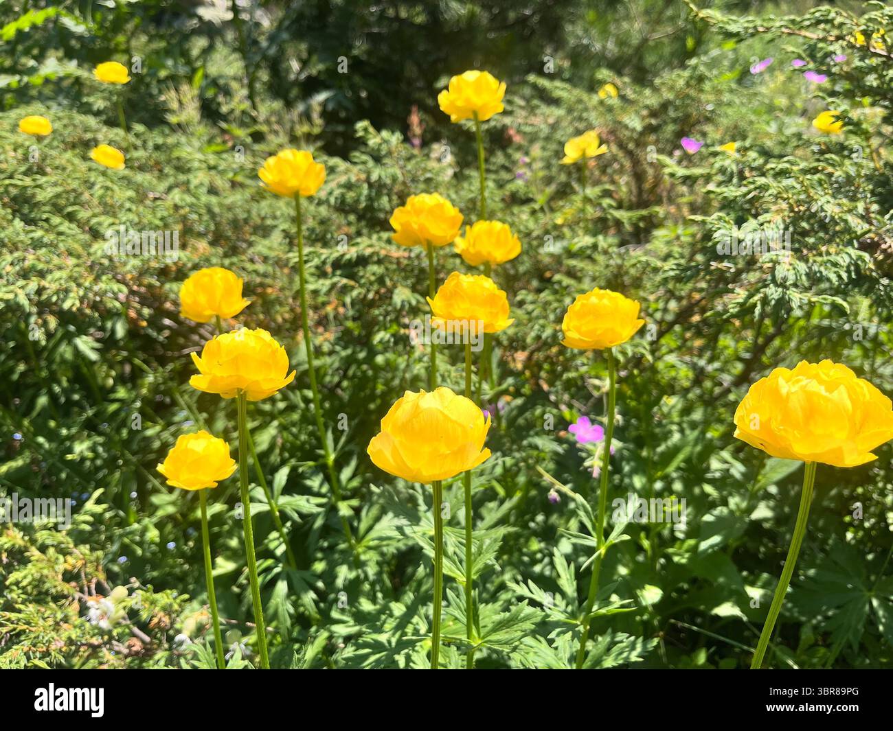 Trollius europaeus globeflower or globe flower Summer flowering natural habitat in Rila Mountain, Bulgaria, Balkans, Southeastern Europe - Smartphone Captured Stock Image