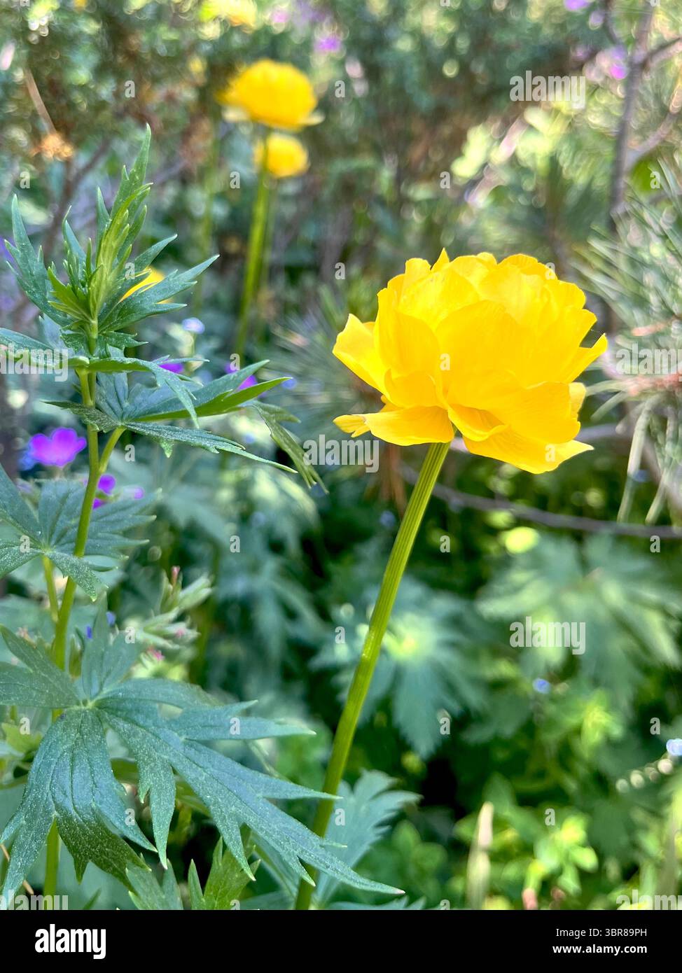 Trollius europaeus globeflower or globe flower flowering in Rila Mountain Nature Reserve and National Park, Bulgaria, Balkans, Southeastern Europe - Smartphone Captured Stock Image