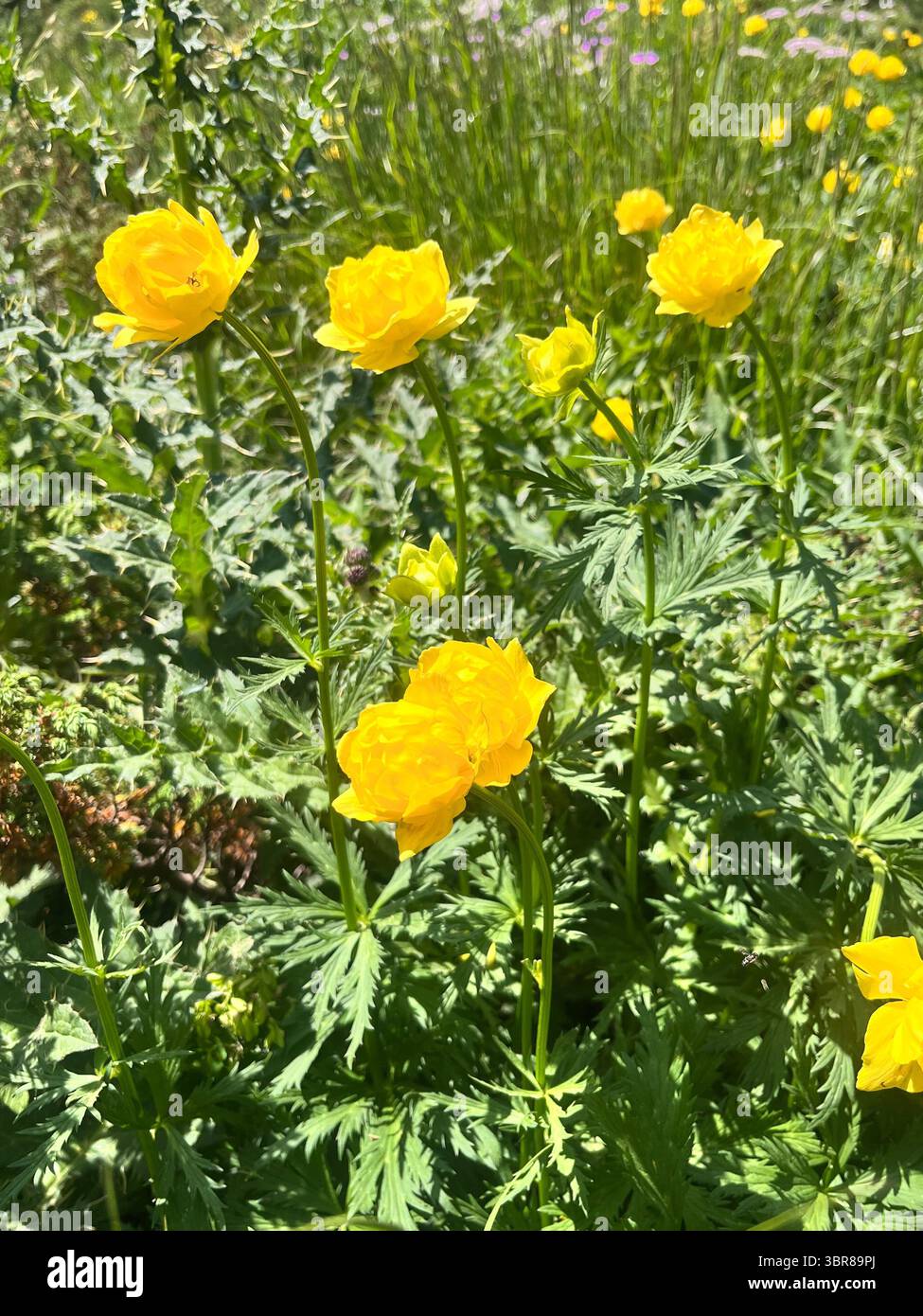 Trollius europaeus globeflower or globe flower growing in natural habitat in Bulgaria, Balkans, Southeastern Europe - Smartphone Captured Stock Image