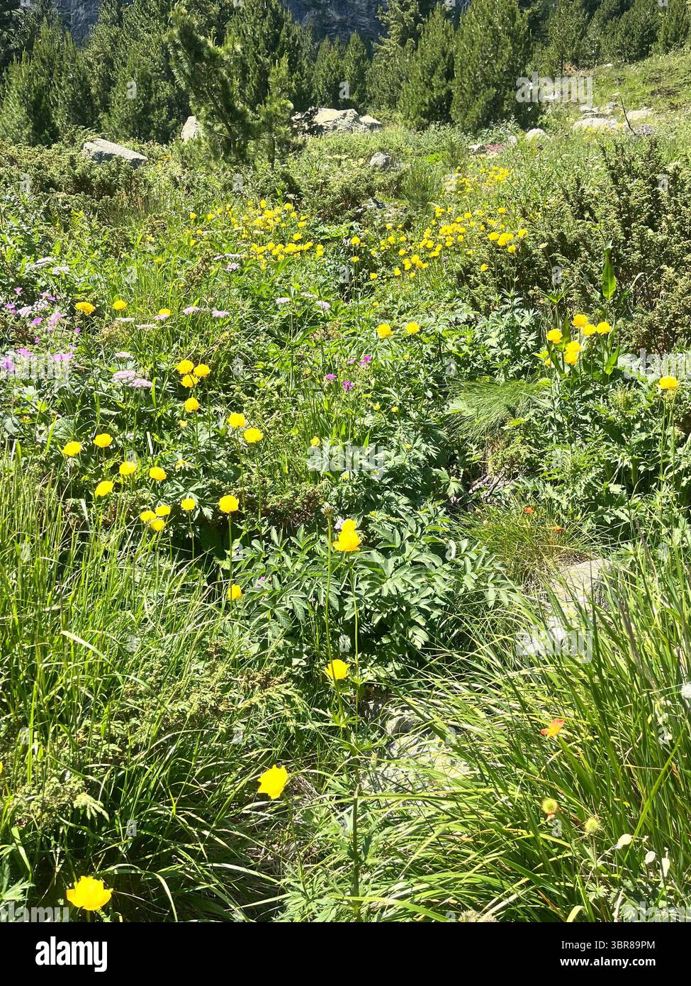 Field of Trollius europaeus globeflower or globe flower in the Rila Mountain Nature Reserve and National Park, Bulgaria, Balkans, Southeastern Europe - Smartphone Captured Stock Image