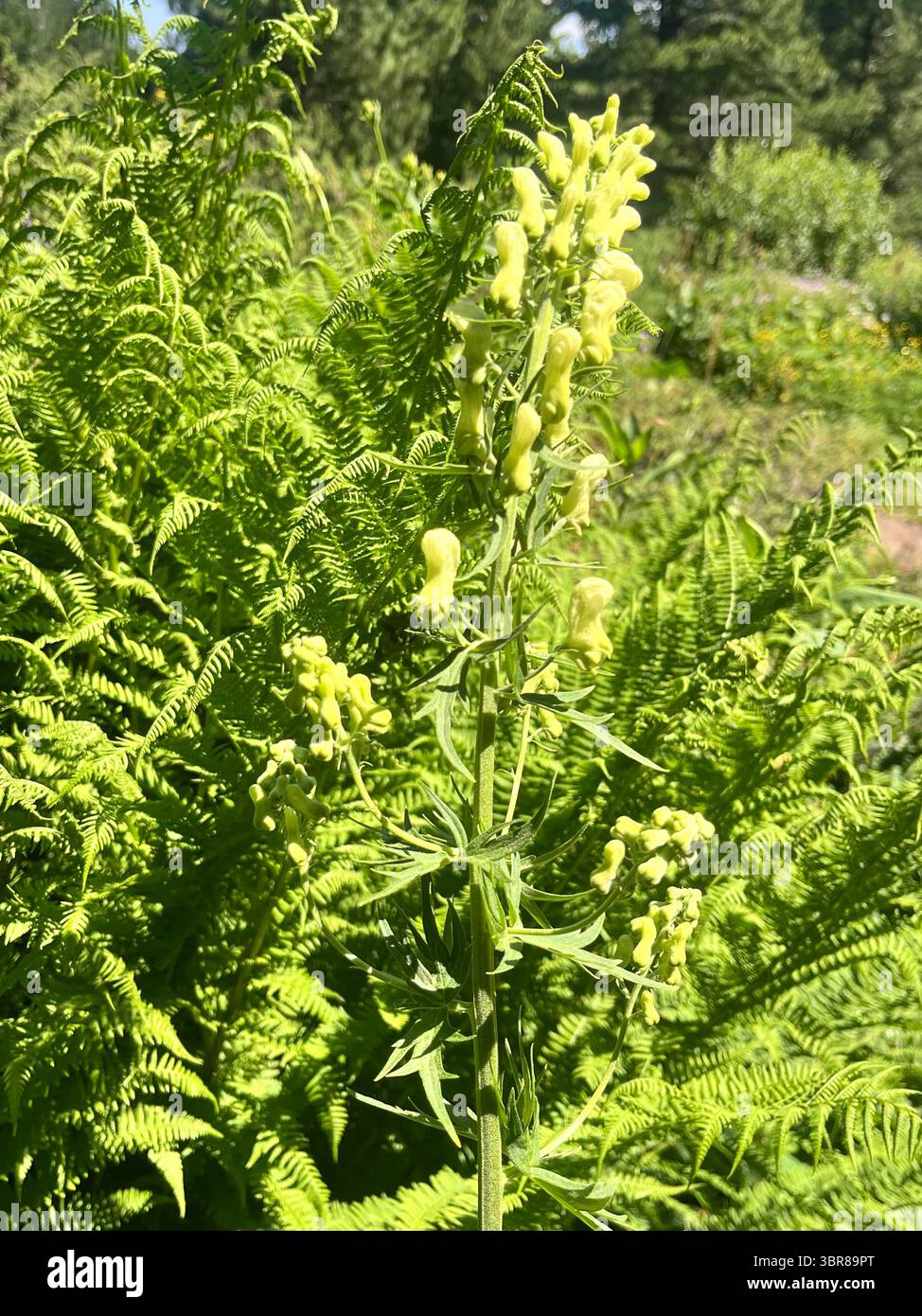 Aconitum lycoctonum wolfsbane, yellow monkshood toxic plant in Rila Mountain Nature Reserve and National Park, Bulgaria, Balkans, Southeastern Europe - Smartphone Captured Stock Image
