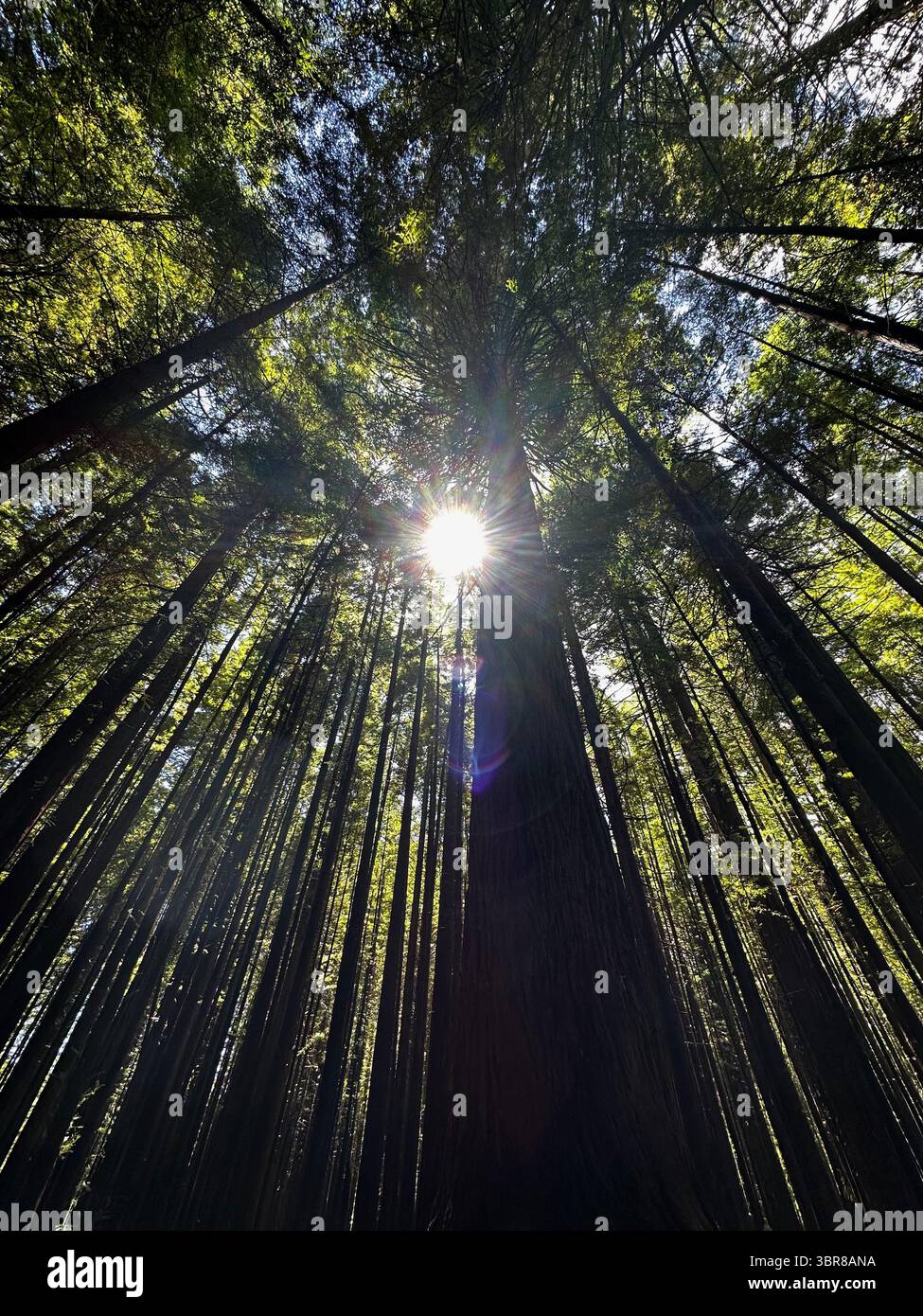 Sunbeams pierce the soaring redwoods of Rotorua’s Whakarewarewa Forest, New Zealand—an upward iPhone capture from the forest floor. - Smartphone Captured Stock Image
