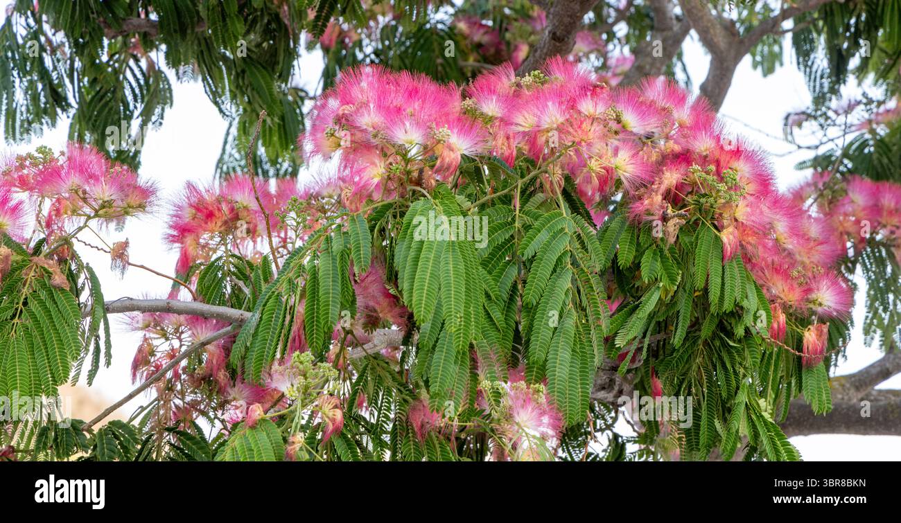Persian Silk Tree, Menorca, Balearic Islands, Spain Stock Photo