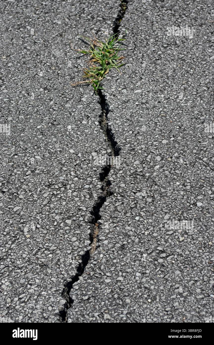 Plant growing through pavement hi-res stock photography and images - Alamy