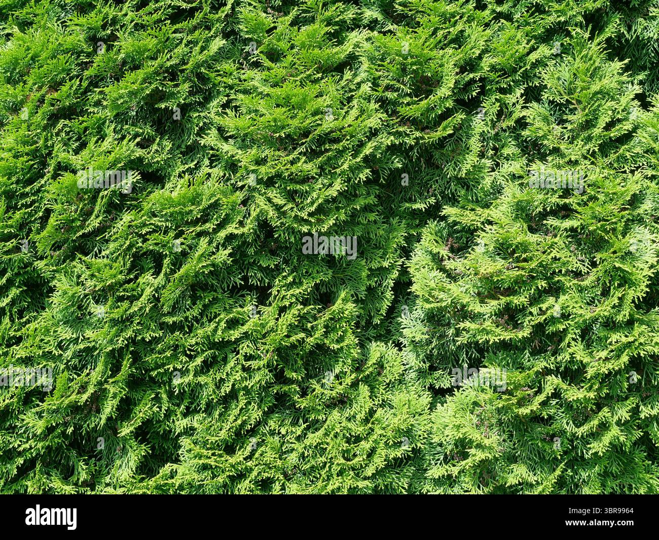 a large green thuja hedge, ideal as a texture or background. Versatile for garden, privacy screening, and landscape design. Stock Photo