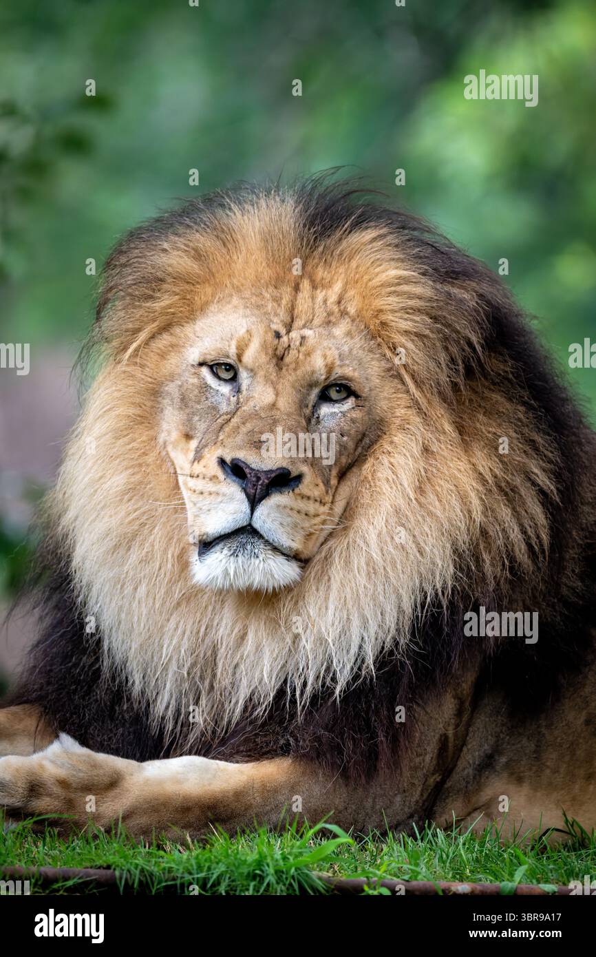 WASHINGTON DC — A male lion rests at the Smithsonian National Zoo. The lion is housed in the Great Cats enclosure on Lion-Tiger Hill, which provides habitat for the zoo's large feline species. The National Zoo, part of the Smithsonian Institution, houses one of the country's most comprehensive collections of wildlife and participates in global conservation efforts. The Great Cats exhibit allows visitors to observe these apex predators in naturalistic settings designed to support their behavioral and physical needs. Located in the Woodley Park neighborhood, the Smithsonian National Zoo was esta Stock Photo