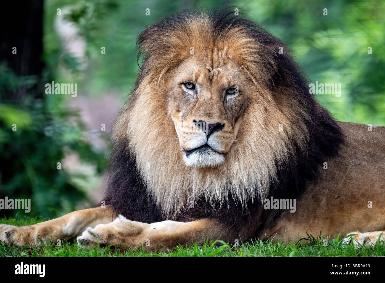 WASHINGTON DC — A male lion rests at the Smithsonian National Zoo. The lion is housed in the Great Cats enclosure on Lion-Tiger Hill, which provides habitat for the zoo's large feline species. The National Zoo, part of the Smithsonian Institution, houses one of the country's most comprehensive collections of wildlife and participates in global conservation efforts. The Great Cats exhibit allows visitors to observe these apex predators in naturalistic settings designed to support their behavioral and physical needs. Located in the Woodley Park neighborhood, the Smithsonian National Zoo was esta Stock Photo
