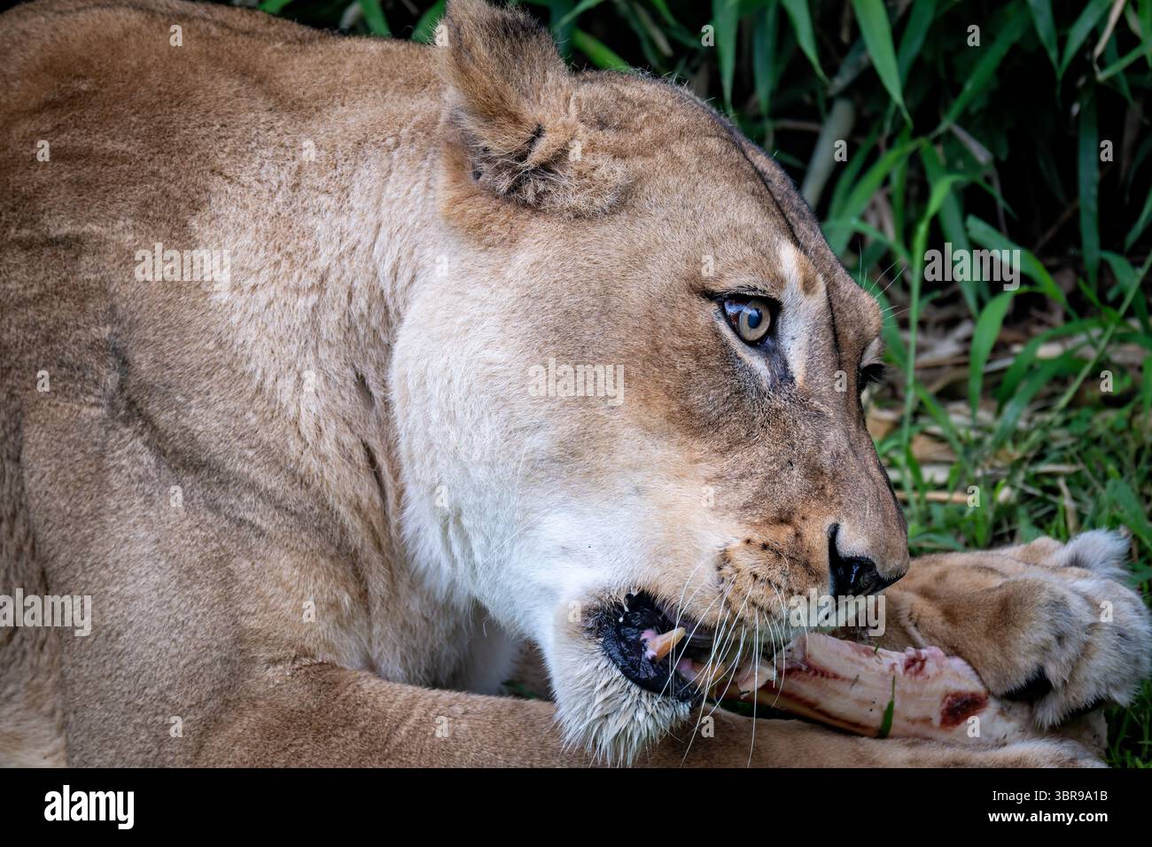 WASHINGTON DC — A female lion feeds on a large bone at the Smithsonian National Zoo. The lion is housed in the Great Cats enclosure on Lion-Tiger Hill, which provides habitat for the zoo's large feline species. Bone feeding is an important part of enrichment programs for captive lions, supporting their natural feeding behaviors and dental health. The National Zoo, part of the Smithsonian Institution, houses one of the country's most comprehensive collections of wildlife and participates in global conservation efforts. The Great Cats exhibit allows visitors to observe these apex predators in na Stock Photo