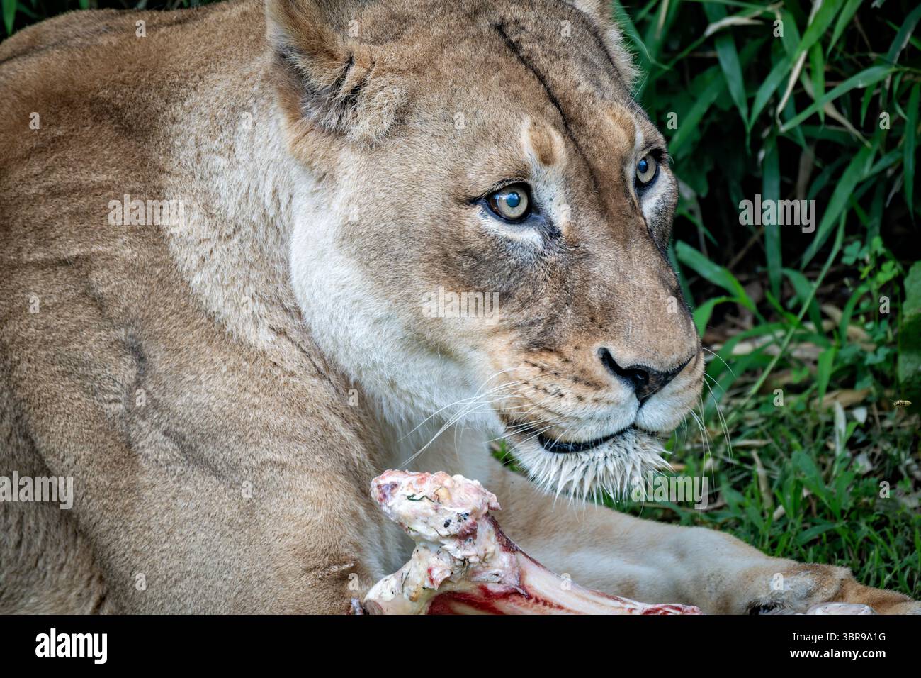 WASHINGTON DC — A female lion feeds on a large bone at the Smithsonian National Zoo. The lion is housed in the Great Cats enclosure on Lion-Tiger Hill, which provides habitat for the zoo's large feline species. Bone feeding is an important part of enrichment programs for captive lions, supporting their natural feeding behaviors and dental health. The National Zoo, part of the Smithsonian Institution, houses one of the country's most comprehensive collections of wildlife and participates in global conservation efforts. The Great Cats exhibit allows visitors to observe these apex predators in na Stock Photo