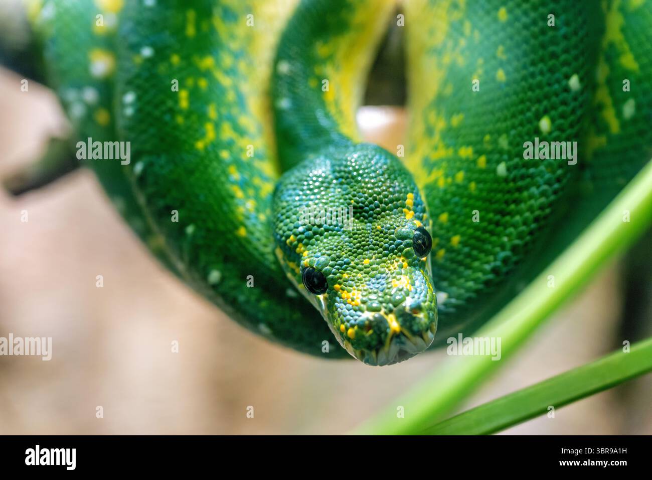 WASHINGTON DC — A green tree python (Morelia viridis) is displayed at the Reptile House in the National Zoo. This species possesses specialized heat sensors located on its lips that enable it to detect infrared radiation from warm-blooded prey, particularly during nighttime hunting. The sensors allow the python to perceive heat signatures that are invisible to human vision, providing a significant advantage when tracking prey in low-light conditions. Green tree pythons are native to the rainforests of New Guinea and northeastern Australia, where they spend most of their time coiled on branches Stock Photo
