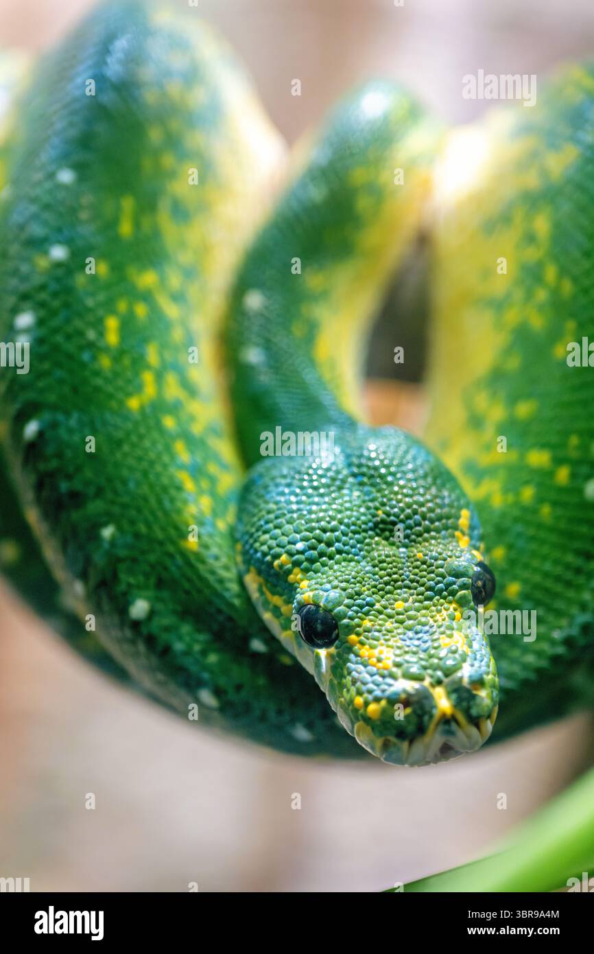 WASHINGTON DC — A green tree python (Morelia viridis) is displayed at the Reptile House in the National Zoo. This species possesses specialized heat sensors located on its lips that enable it to detect infrared radiation from warm-blooded prey, particularly during nighttime hunting. The sensors allow the python to perceive heat signatures that are invisible to human vision, providing a significant advantage when tracking prey in low-light conditions. Green tree pythons are native to the rainforests of New Guinea and northeastern Australia, where they spend most of their time coiled on branches Stock Photo