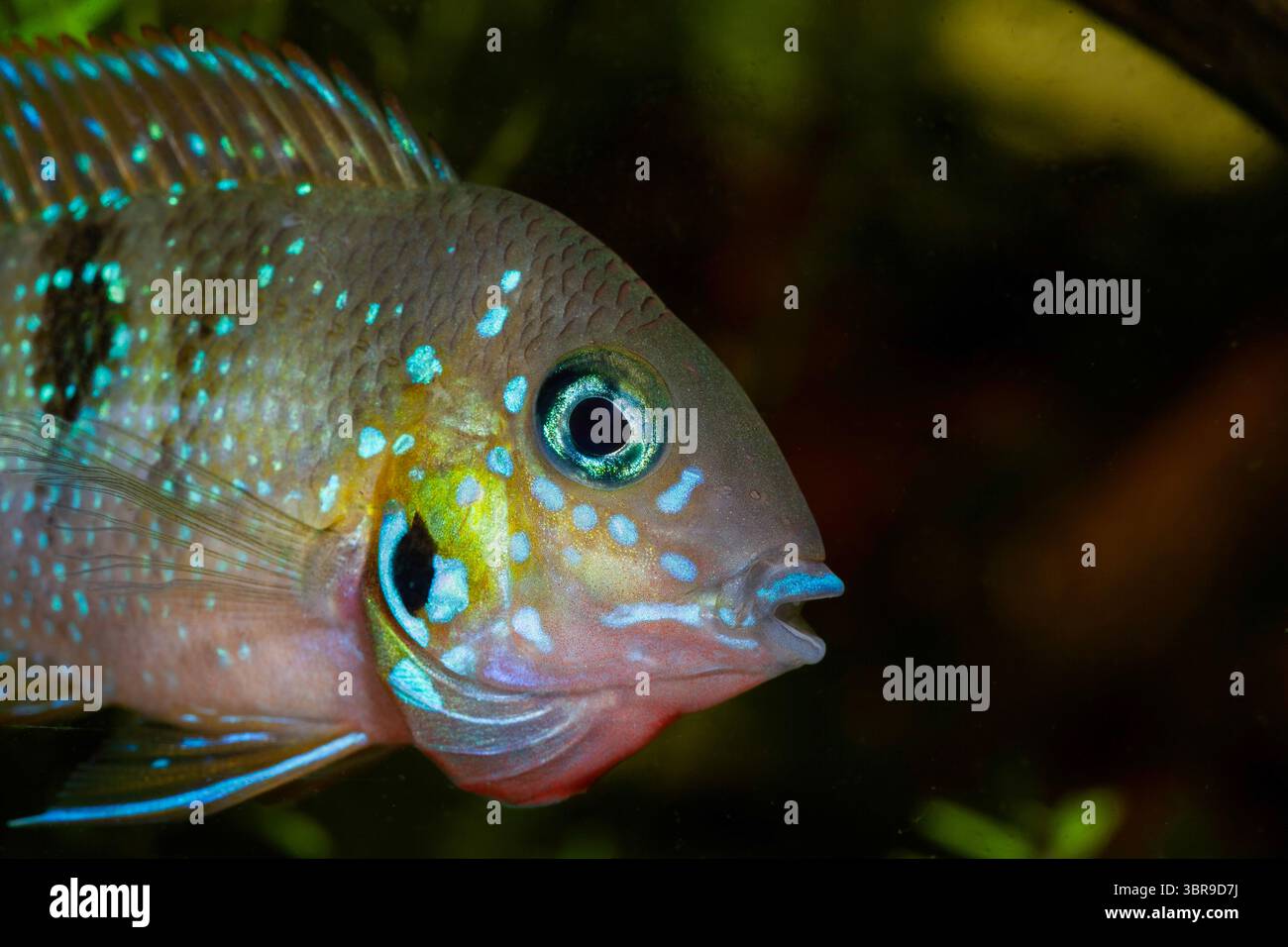 Thorichthys panchovillai “Rio Almoloya” Männchen etwa ein Jahr alt Stock Photo