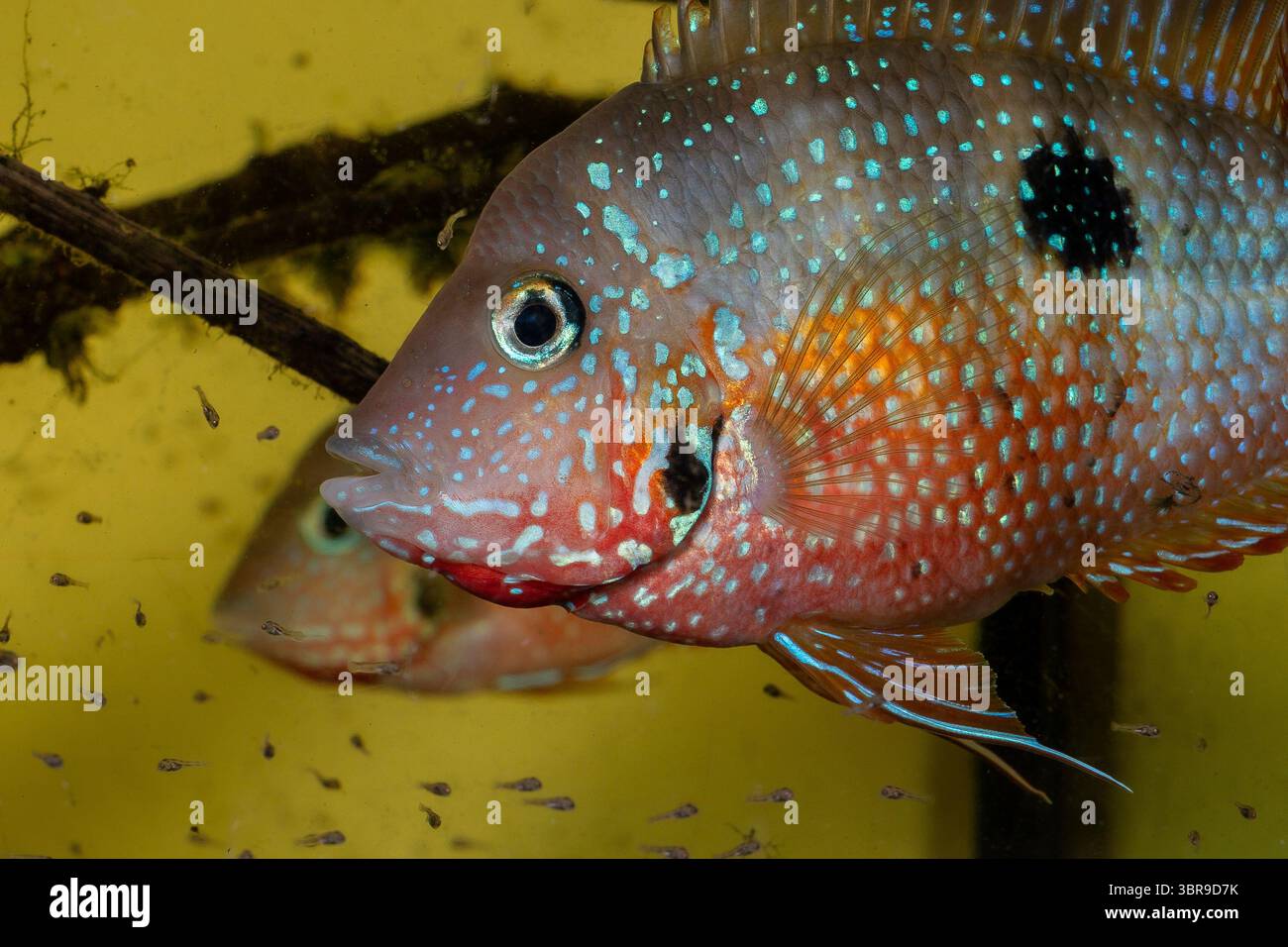 Thorichthys maculipinnis 'Rio la Lana' Männchen etwa 3 Jahre alt Stock Photo