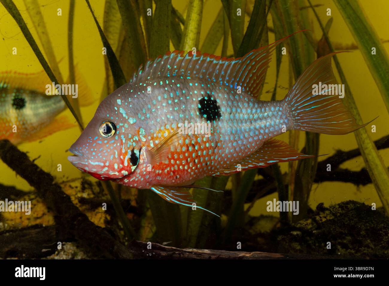 Thorichthys maculipinnis 'Rio la Lana' Männchen etwa 3 Jahre alt Stock Photo