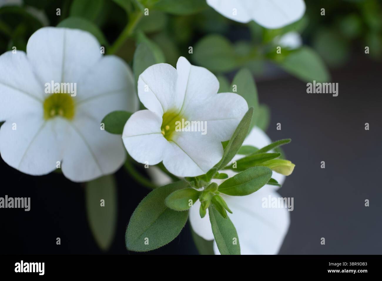 Delicate textures enhancing hi-res stock photography and images - Alamy