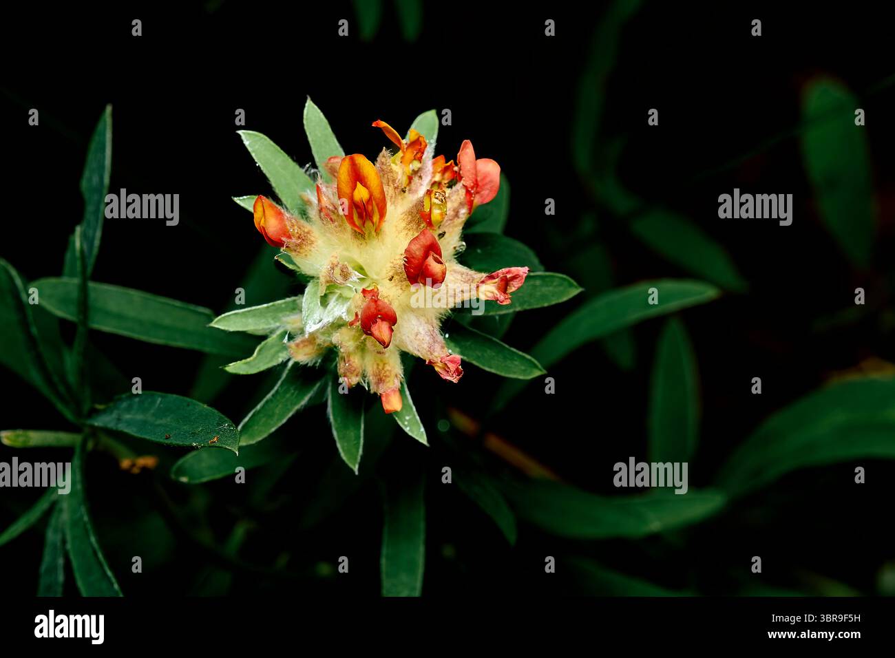 Flora and fauna diversity hi-res stock photography and images - Alamy