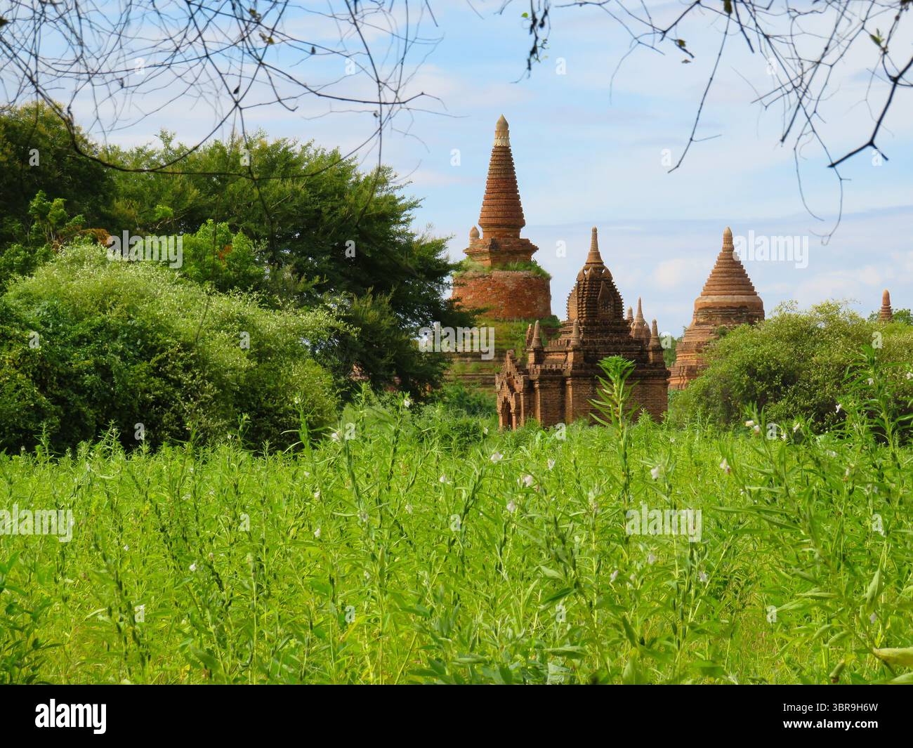 Ancient red-brick Buddhist Temples behind long grass in Bagan Stock Photo