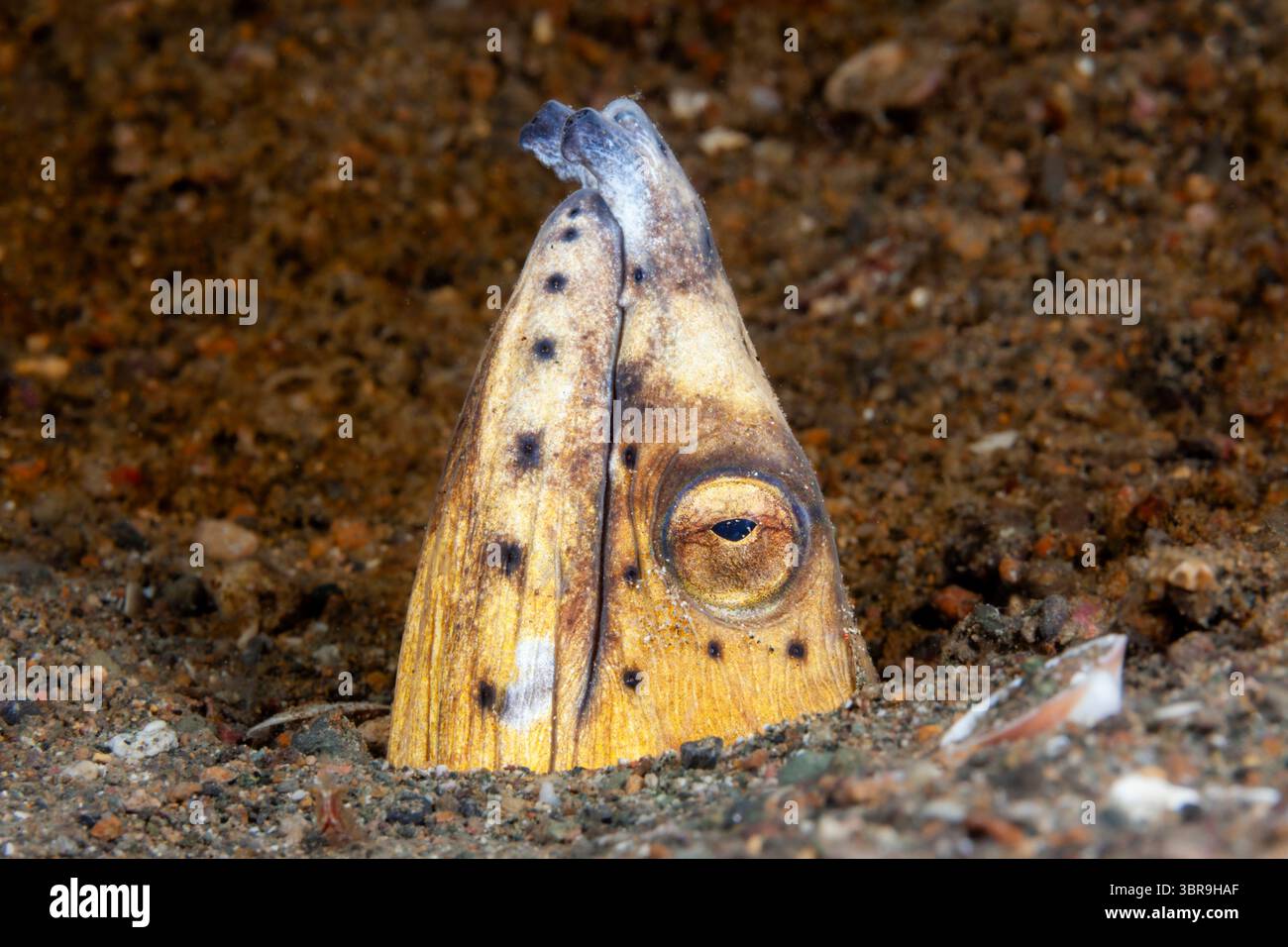 Ular poygada sikni sorishadi