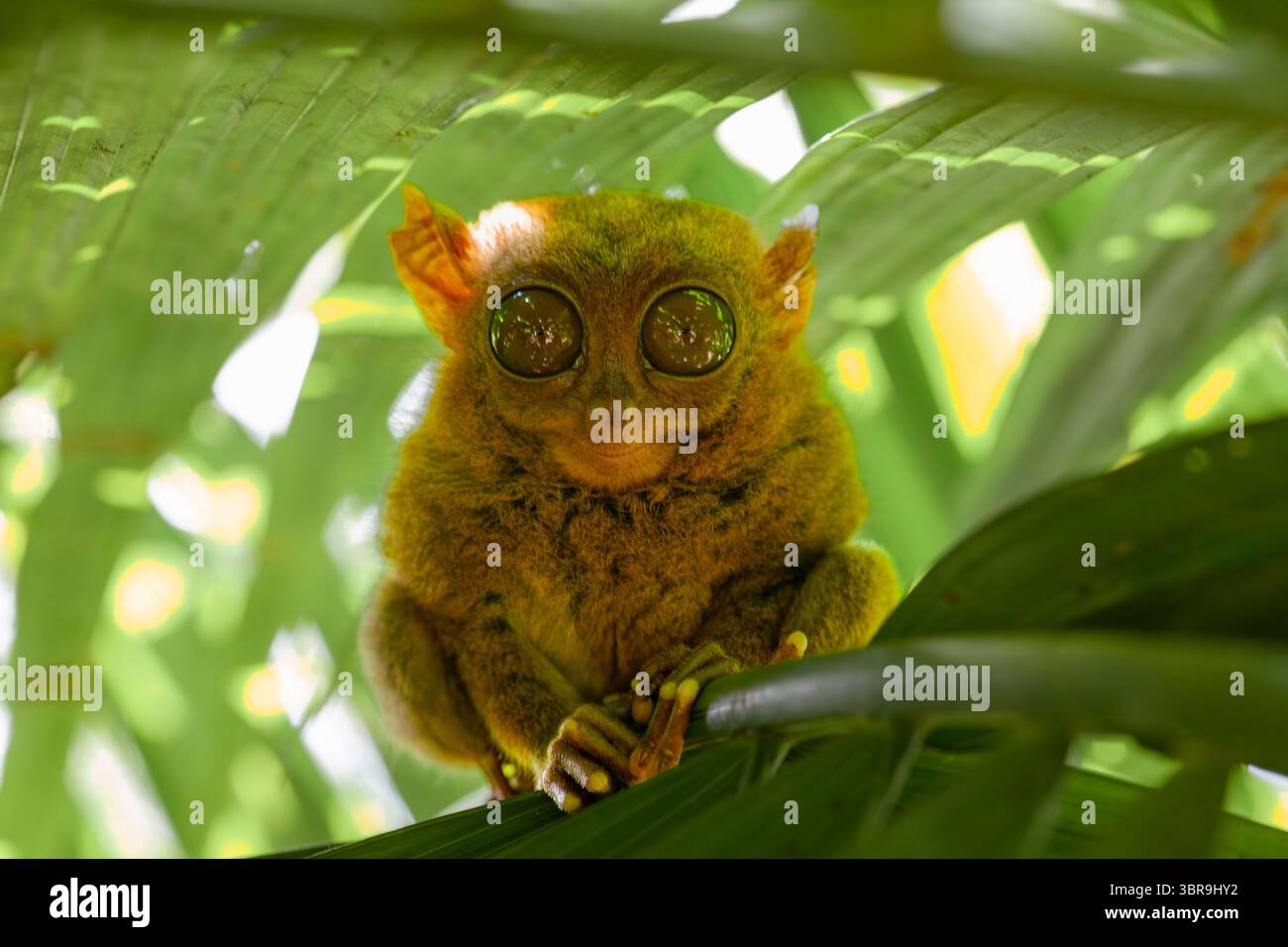 Philippine Tarsier, Carlito syrichta, Tarsius syrichta, Bohol, Philippines Stock Photo