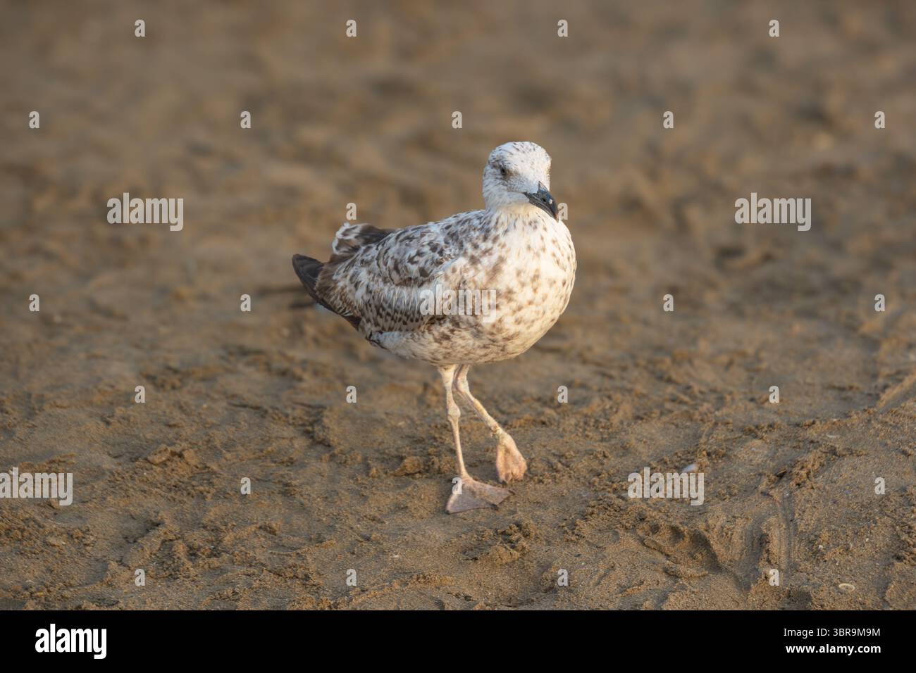 Young seagull walking on the sand Stock Photo