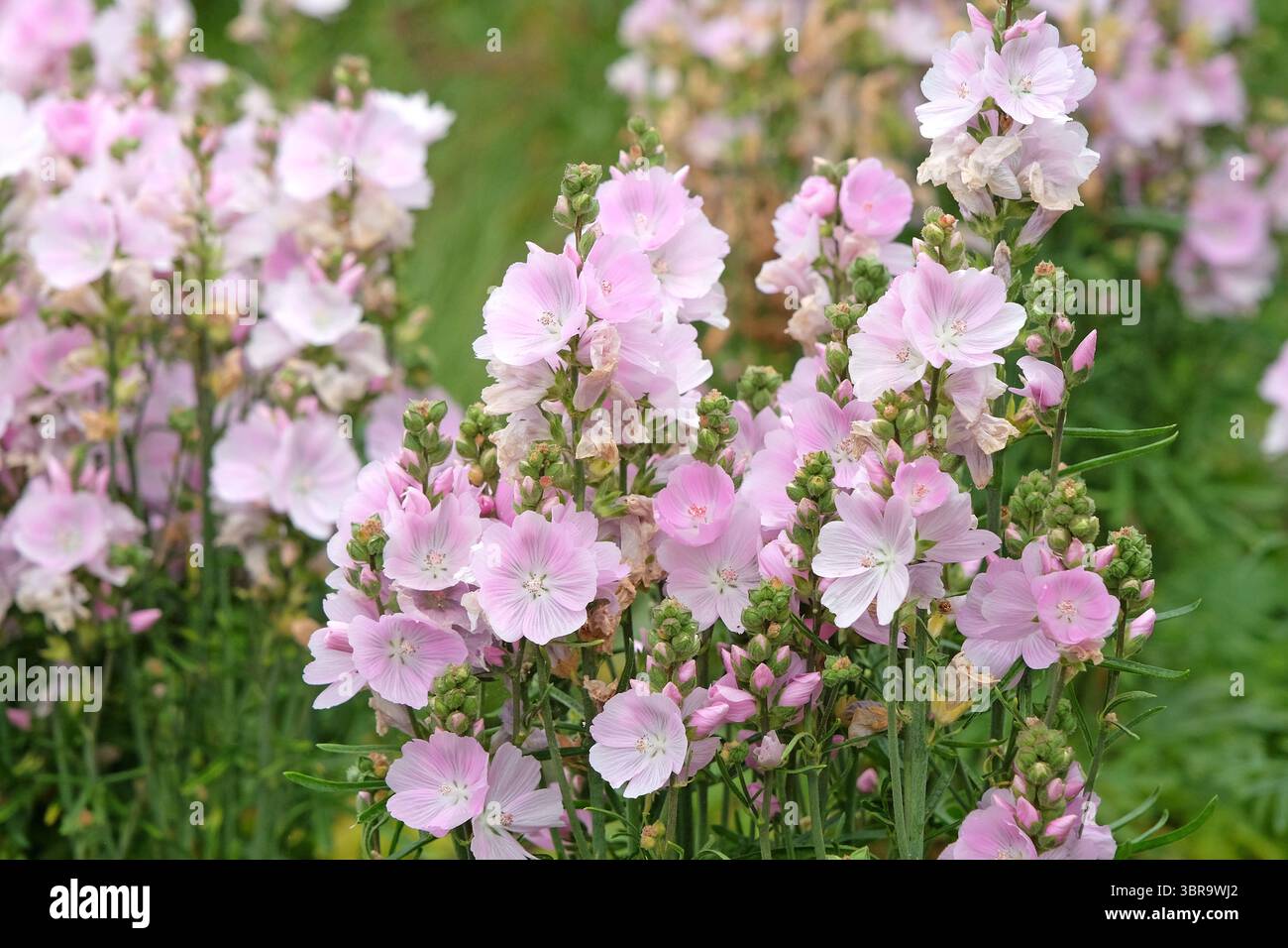 Close up pink perennial sidalcea hi-res stock photography and images - Alamy