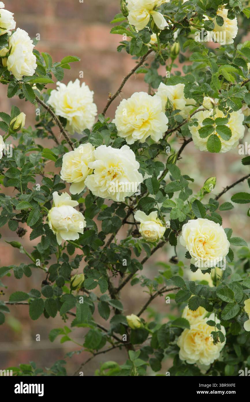Yellow Rugosa Rosa 'Agnes' (Ru), double rose with creamy yellow blooms. Also called ...