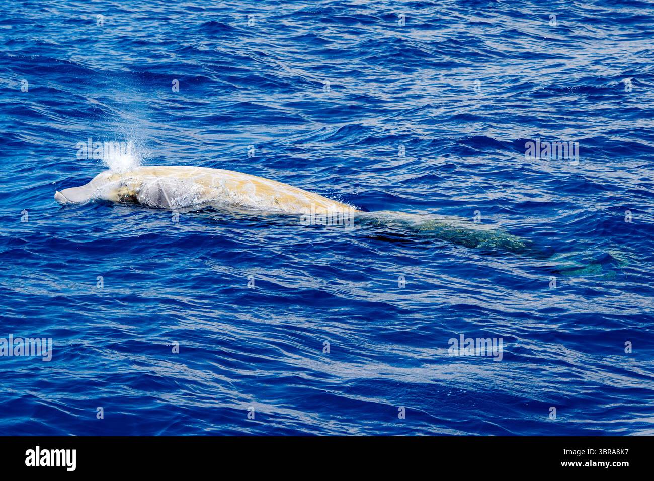 Adult male cuvier's beaked whale hi-res stock photography and images ...