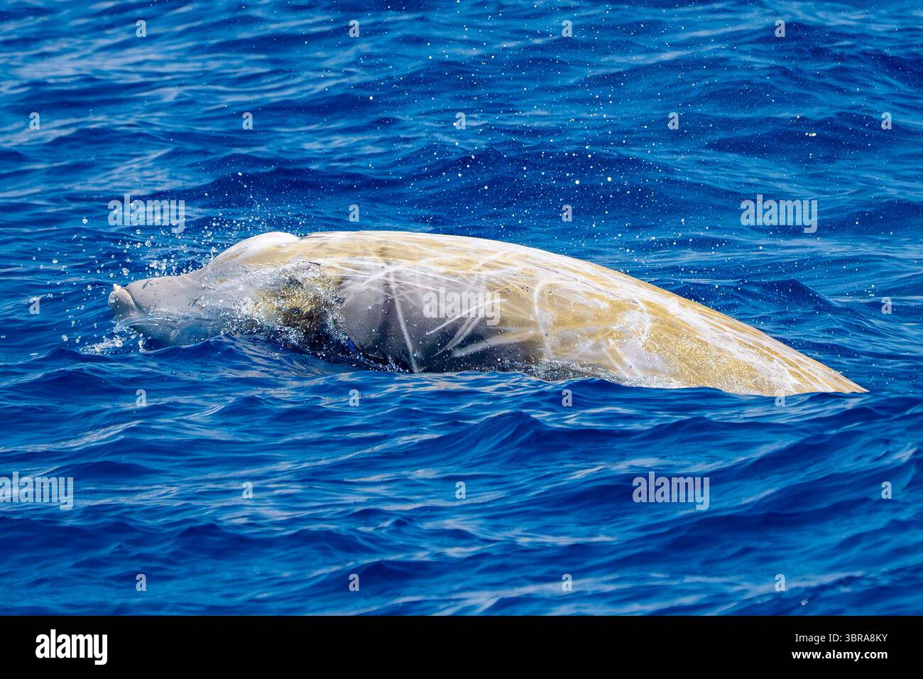 Beaked whale teeth hi-res stock photography and images - Alamy, image size:1300x956