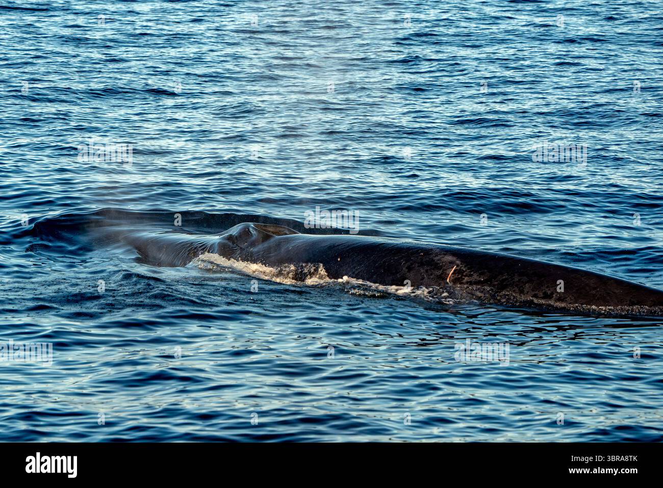 A Finwhale Fin whale second largest animal of the world, on sea surface ...