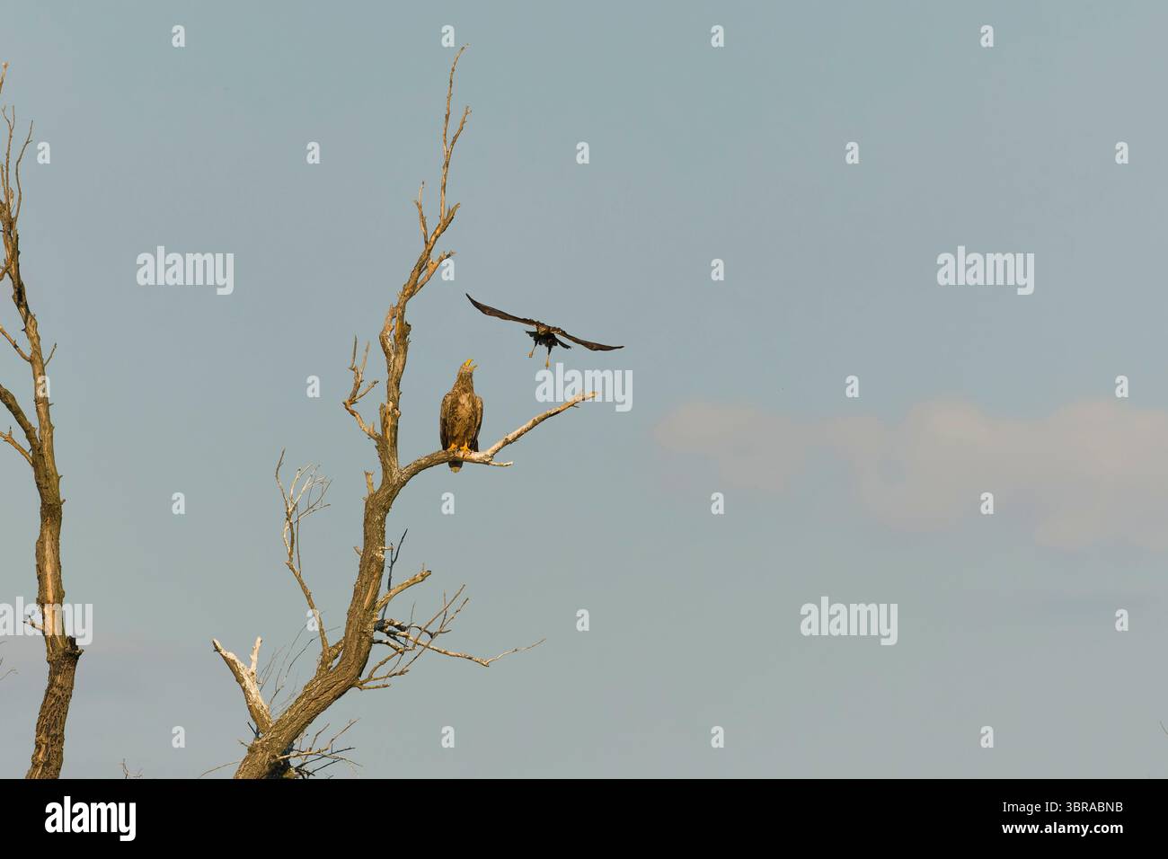 Marsh harrier Circus aeruginosus, adult female flying, mobbing White-tailed eagle Haliaeetus albicilla, adult perched in tree, Danube Delta, Romania, Stock Photo