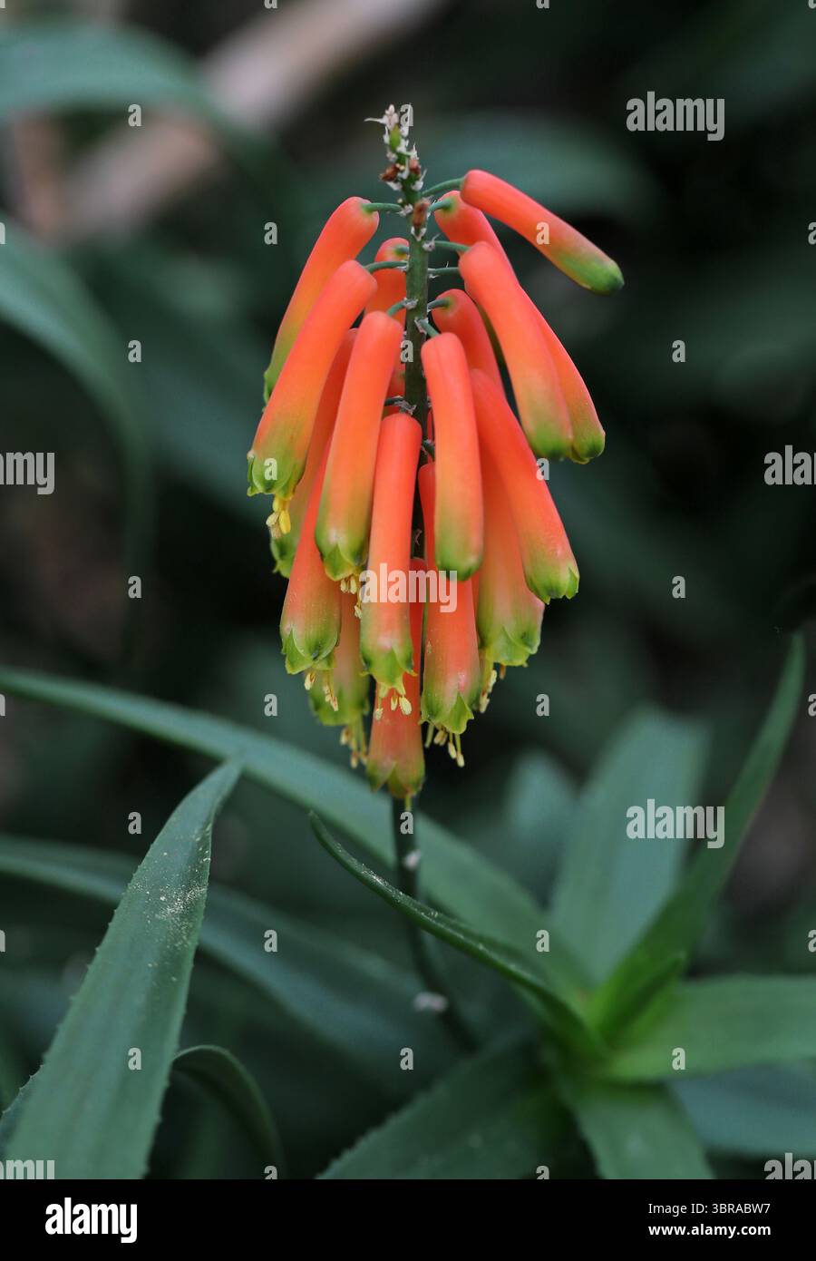 Aloe ciliaris hi-res stock photography and images - Alamy