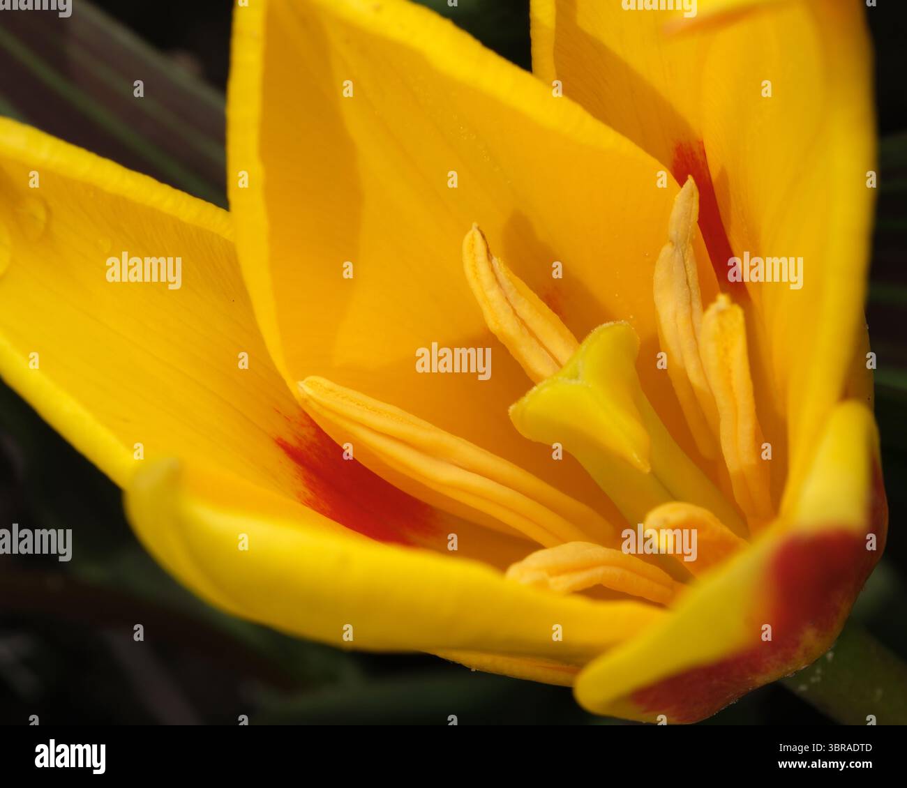 Yellow petals unfold in the sunlight, revealing nature's beauty. Stock Photo