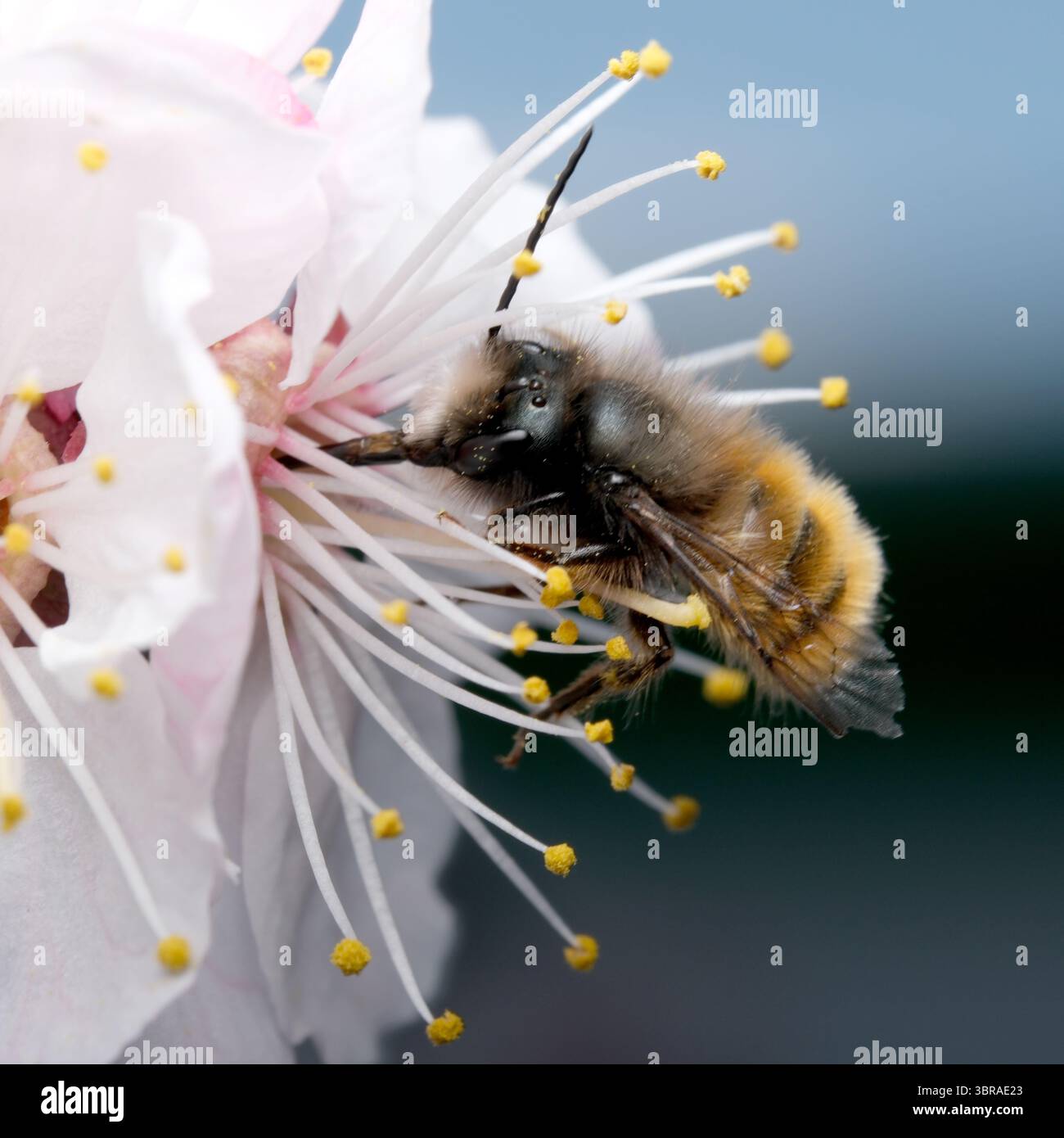 Bee busily gathers pollen hi-res stock photography and images - Alamy