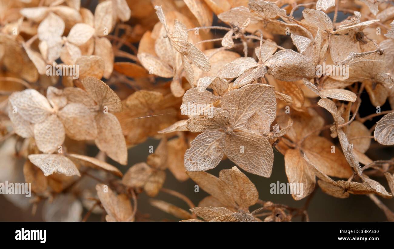 Delicate, dried hydrangea flowers showcase intricate textures in soft hues. Stock Photo