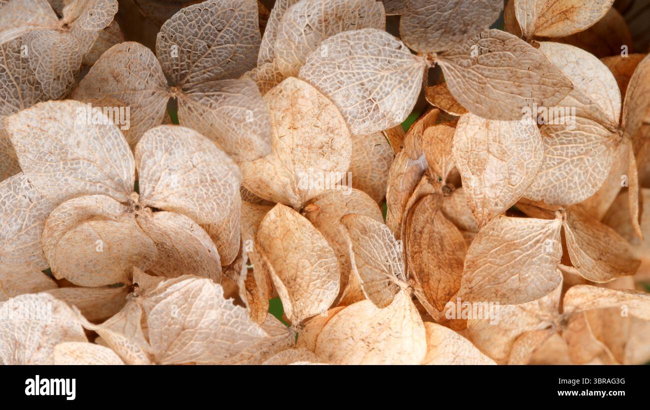 Dried hydrangea petals show nature's beauty in unique patterns. Stock Photo