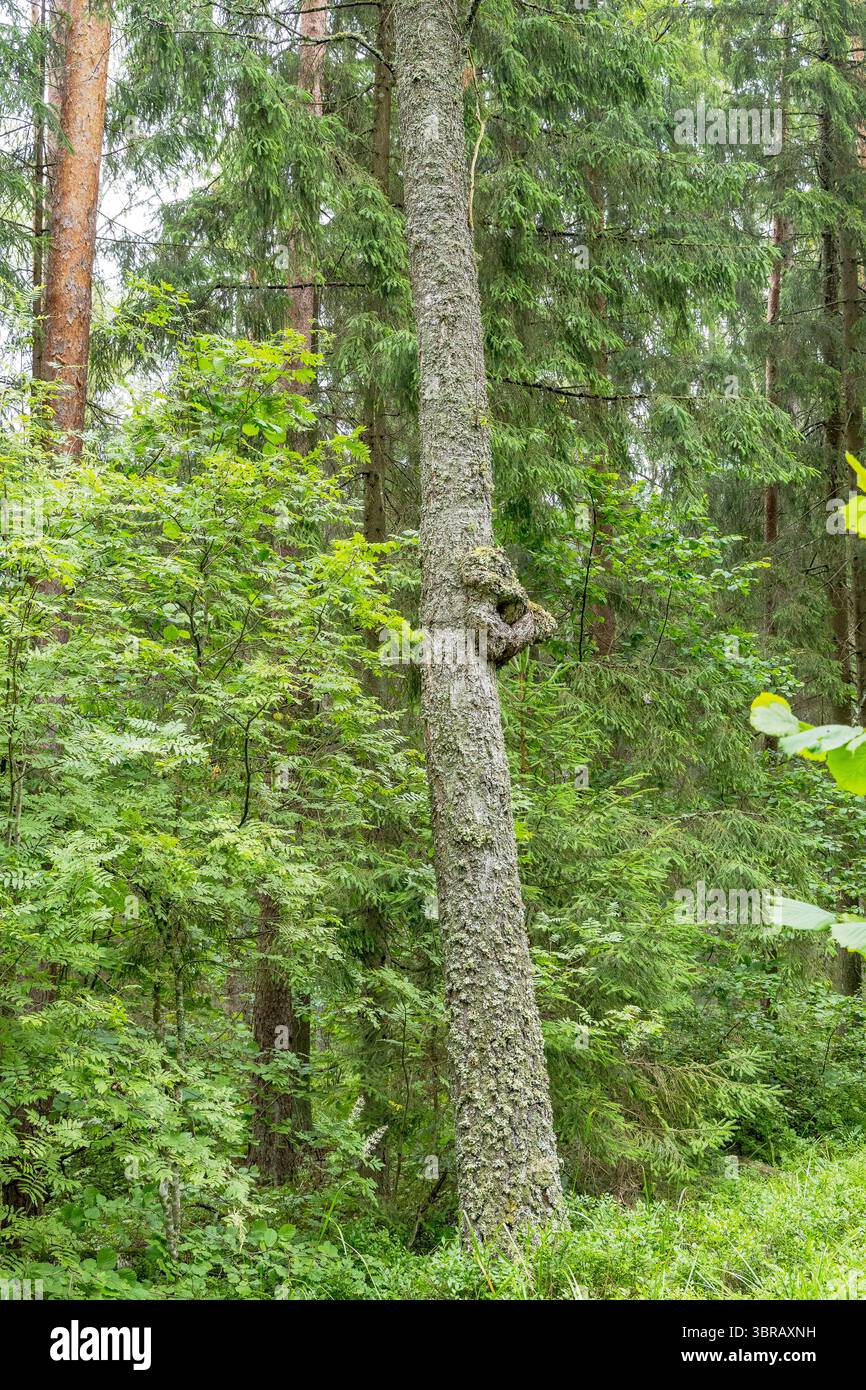 A unique tree trunk with a prominent, gnarled growth stands amidst a ...