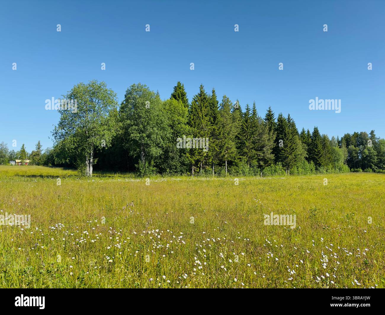 A beautiful summer meadow with a line of trees under a bright, clear blue sky. - Smartphone Captured Stock Image
