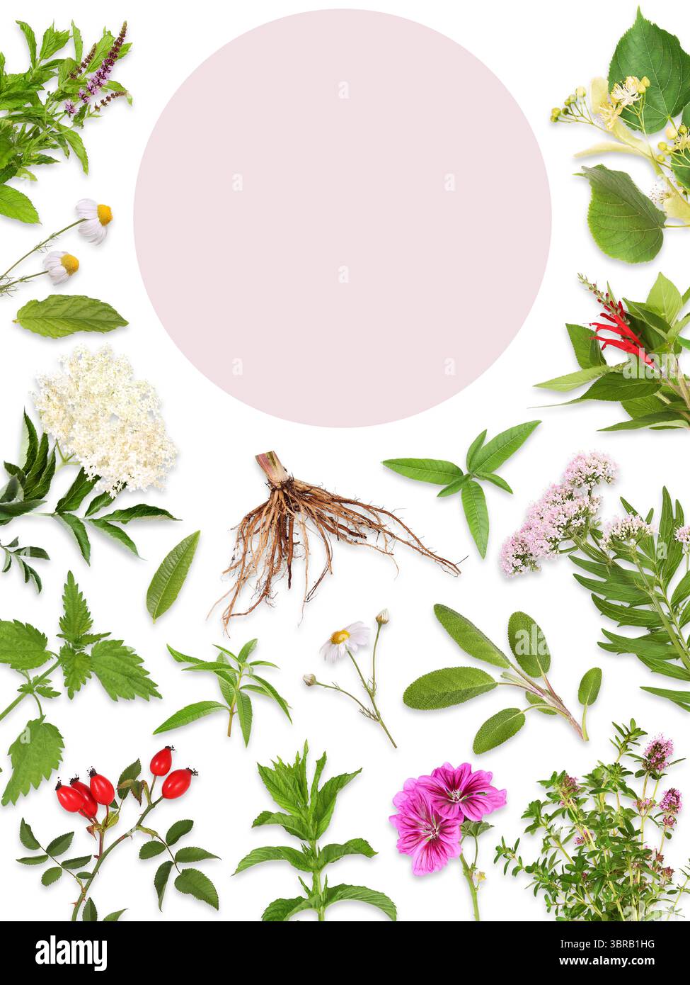 A selection of tee plants with space for text Stock Photo