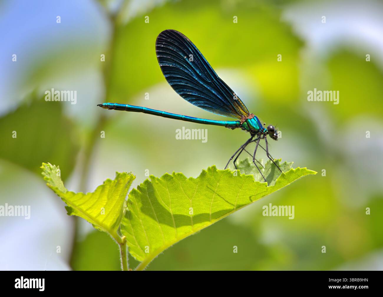 Blue damselfly perched on a leaf in summer Stock Photo