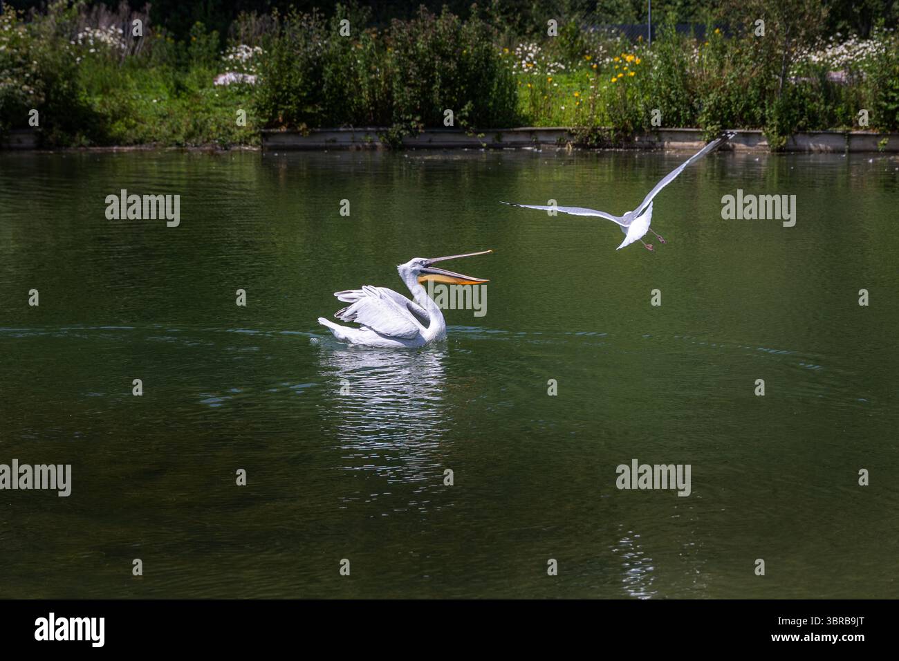 A gull flying near a pelican in West Sussex 2025 - Stock Image