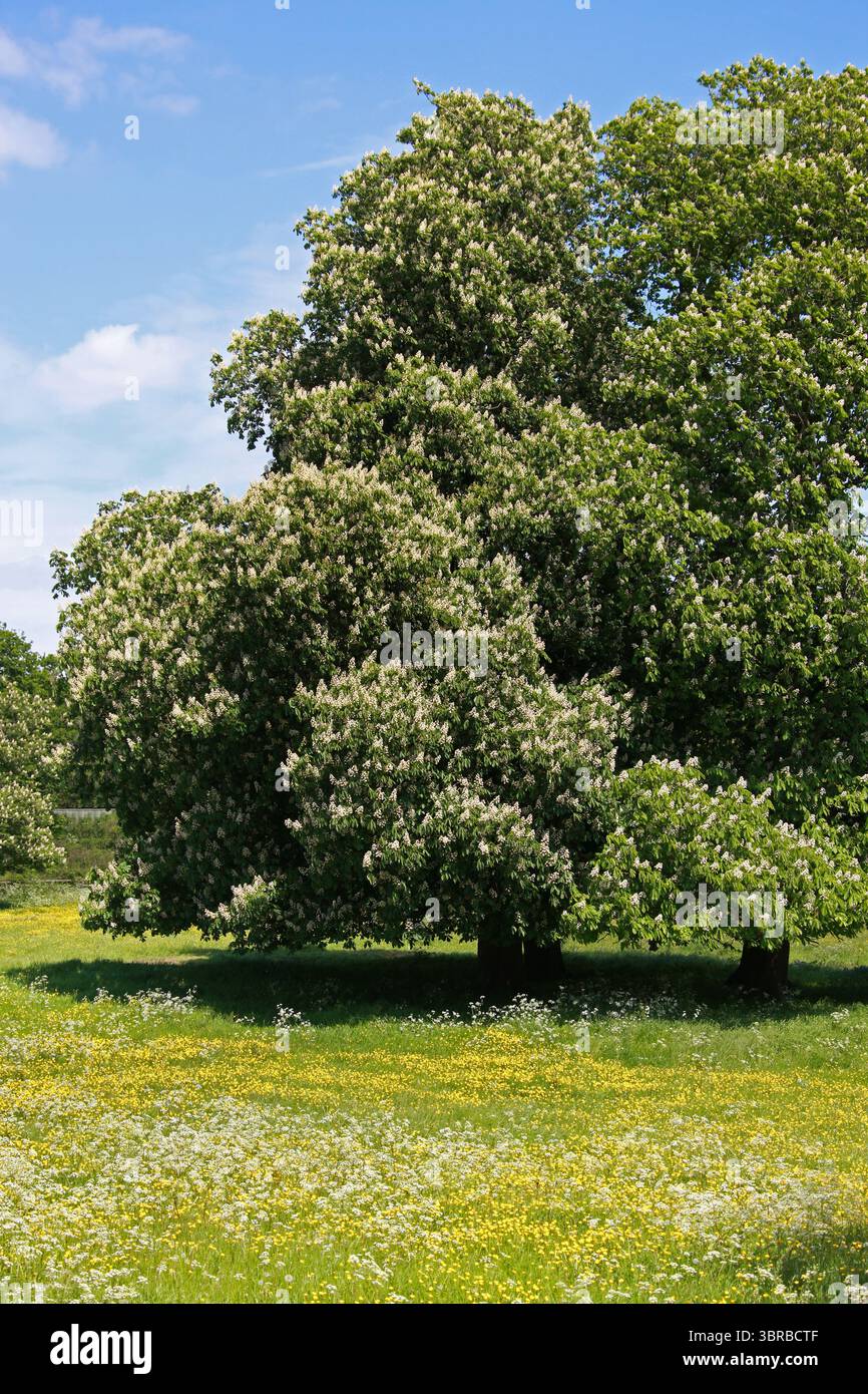 Maple tree and chestnut Stock Photo - Alamy