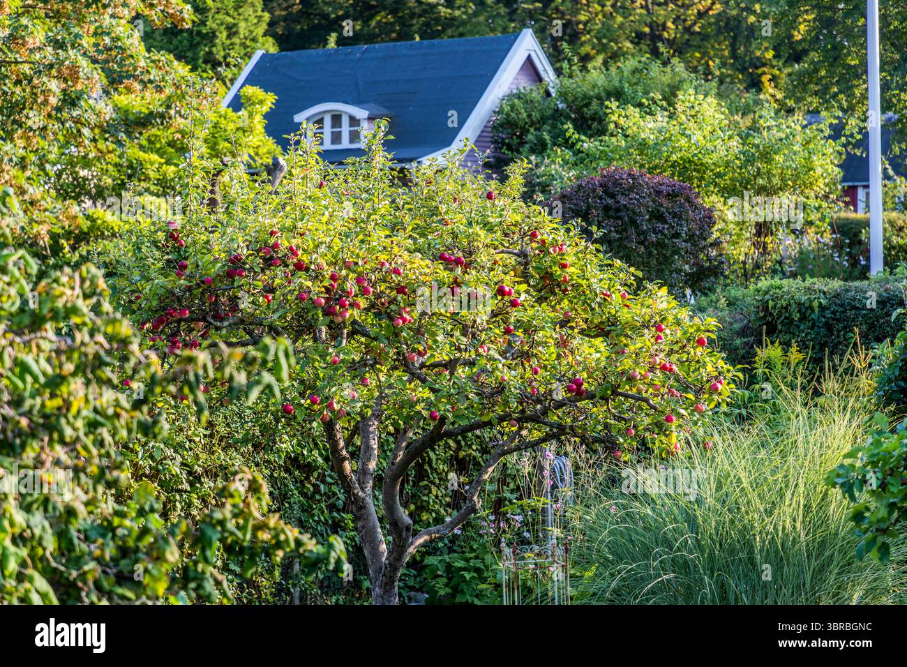 The allotment garden settlement called Rothoffska Koloni in the former Zidadelle of Landskrona. Citadellvägen, Landskrona, Skåne län, Sweden Stock Photo